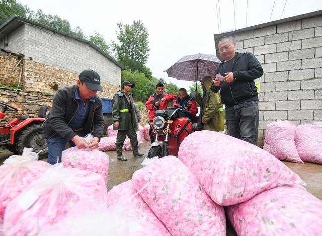 （经济）四川小金：玫瑰花铺出致富路