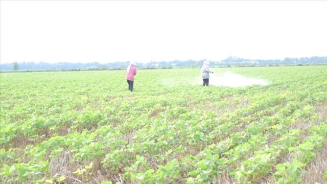 夏大豆产量低？田间管理别放松，农户需掌握3个技巧