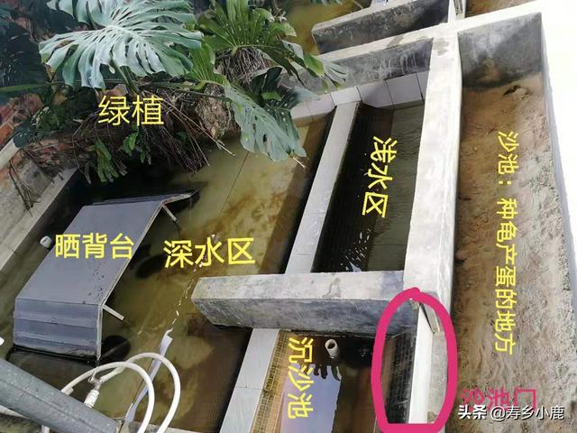 新建的水泥池为什么要用醋浸泡后才能养石金钱龟？养殖户经验之谈