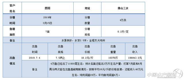 犀利！加州鲈反季节养殖再传佳绩！新鱼头批出鱼率最高超6成