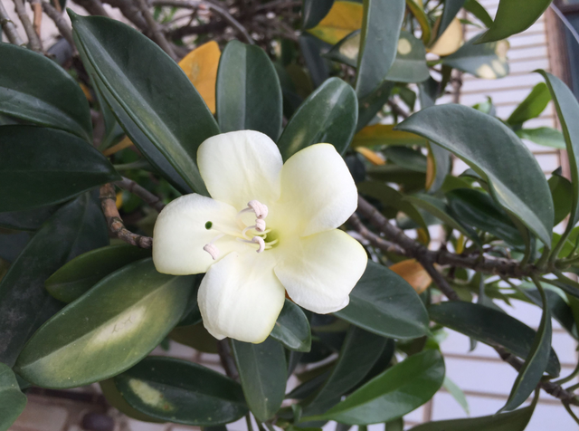 非洲茉莉花开难？教你几个小妙招，非洲茉莉的花轻松开爆盆