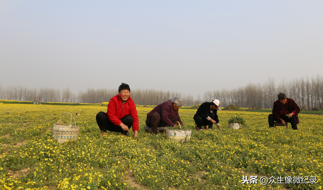 河南淮滨猫爪草成农民致富草