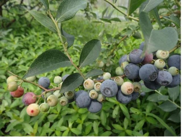 荔枝“白菜价”！本地马陆葡萄、蓝莓、樱桃都已上市，东魁杨梅也到货，大口吃水果的季节到了