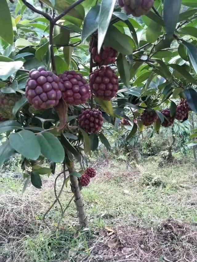 探讨种植黑老虎果树的方法与技巧