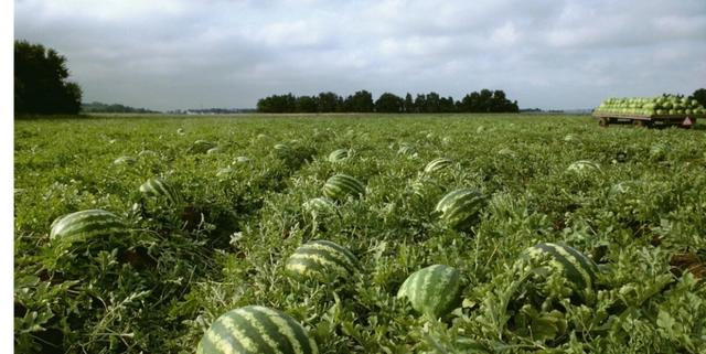 露地西瓜种植高产管理技术要点