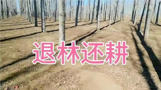 农田不能种树？新安排来了，以前种的“林”如何处理？