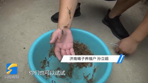 90后小伙用蝎子“按摩”，被蛰过100多次……“麻麻的，像揪汗毛一样舒服”