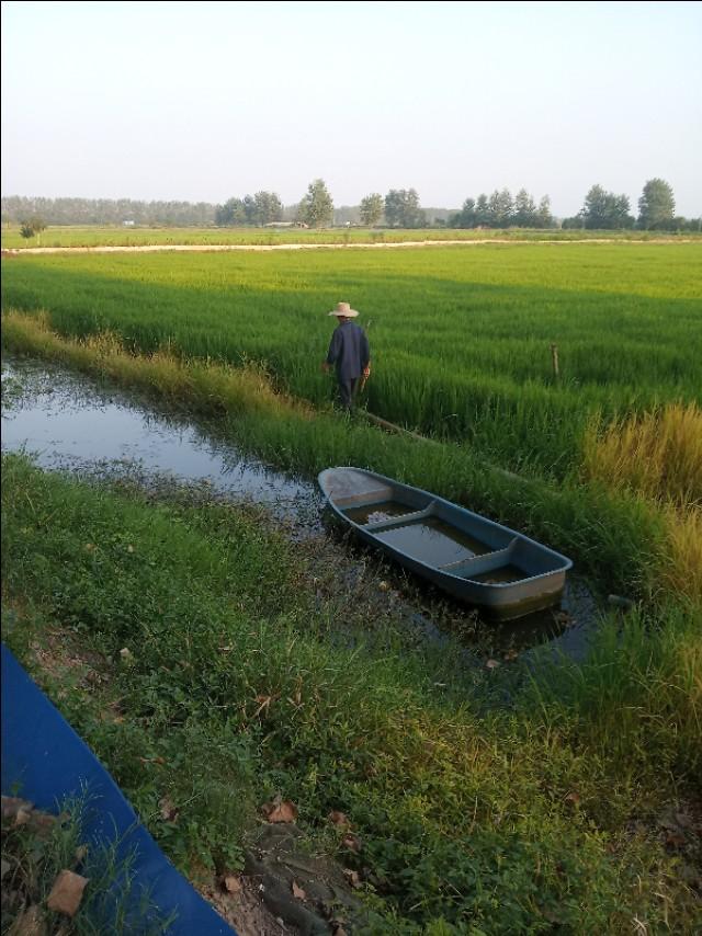 明年低价小龙虾的另外一种养法：自繁自养的基础上繁养分离