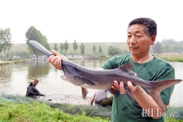 3亿年前“恐龙时期”珍稀鱼类现身襄阳，鸭嘴鲟养殖走出另类致富路