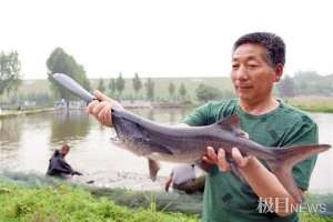 浙江鸭嘴鱼养殖(3亿年前“恐龙时期”珍稀鱼类现身襄阳，鸭嘴鲟养殖走出另类致富路)