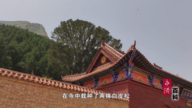 「永济百科」松林寺白皮松