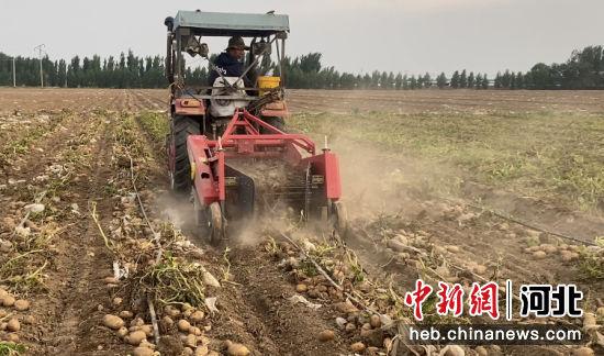 河北冀州：“订单”种植让土豆变“金豆”