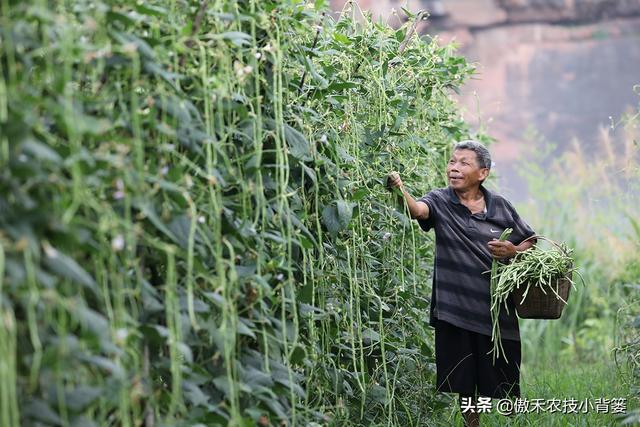 种植豆角记住这6点，豆角开花结荚多、落花落荚少、采收期延长