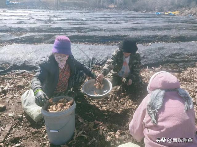 不误农时不负春！抚松县仙人桥镇南岭村天麻种植成致富“金点子”