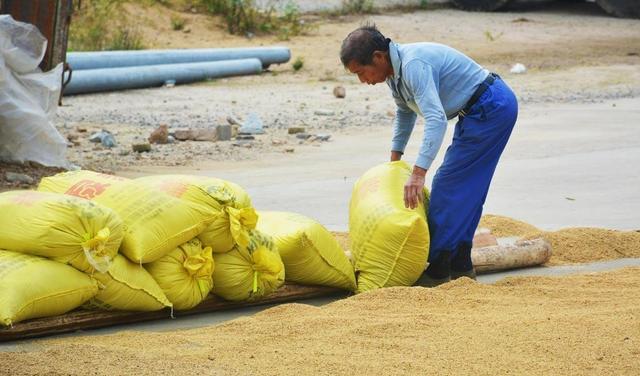 70岁大爷自家无水田，却种出18000多斤稻谷，村民主动放弃锻炼