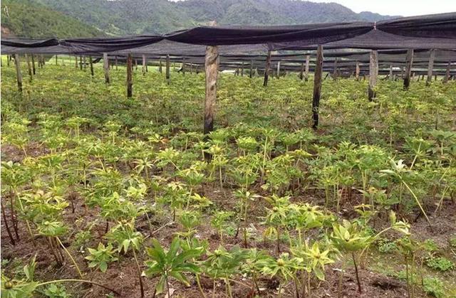 降低种植风险、提供经济价值且能提高重楼药用价值的重楼栽培