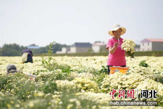 河北内丘：秋菊花开丰收忙