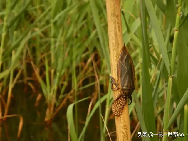 水产业一大害虫，性情凶猛专吃鱼虾，如今“变害为宝”成热门宠物