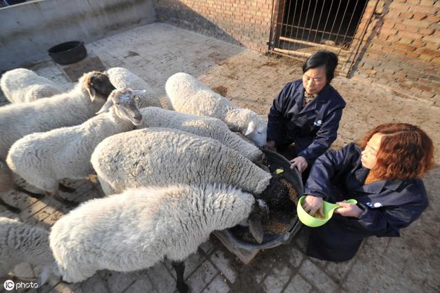 青蛙养殖场里，这4种植物不宜出现在场地里面，危害性比病情还大