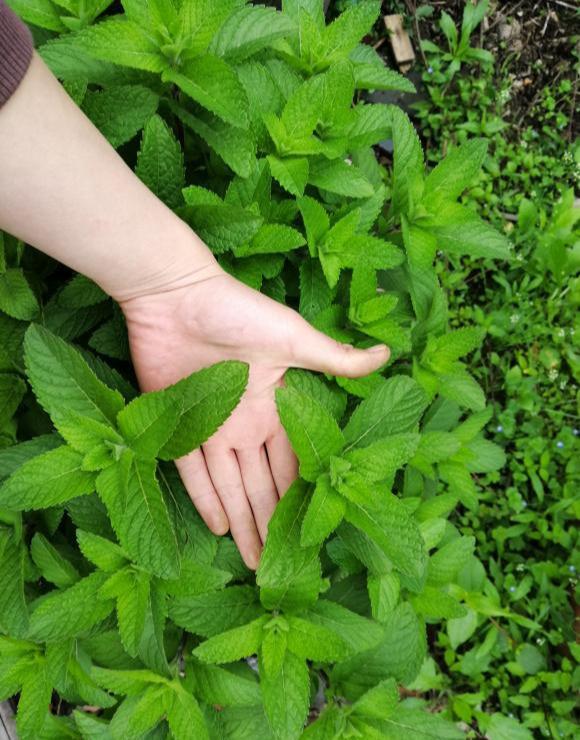 家里养薄荷，注意这3点，泛滥成灾满花盆，能吃能喝泡茶好