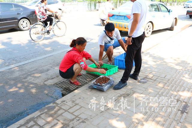 从捕捉收购到人工养殖 菏泽金蝉产业链不简单