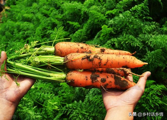 种植胡萝卜和萝卜，抓住前促苗后促根，保证长得个大条又直