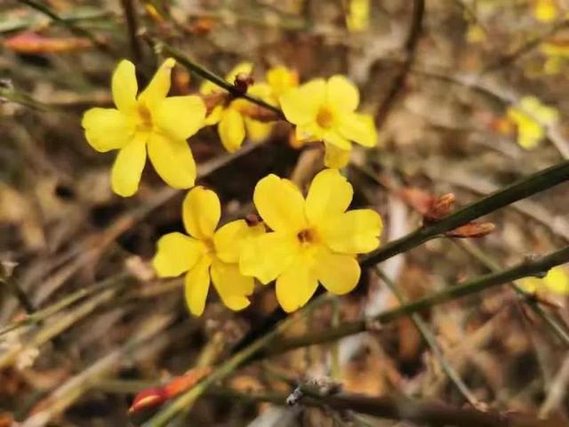 北京花讯丨香山迎春花初绽，主要集中在这些地方！