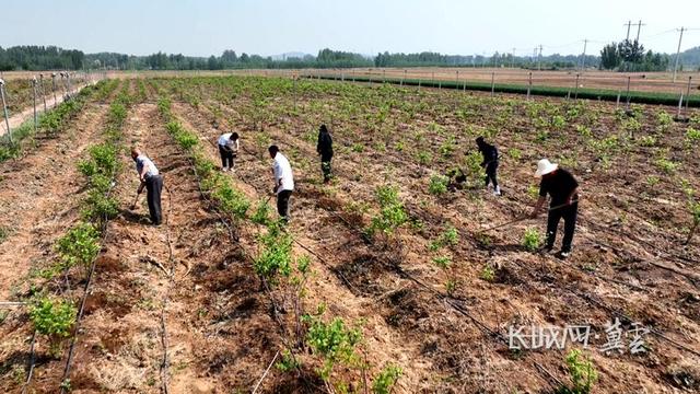 微视频丨河北易县：栽种蓝莓树 致富“蓝”不住