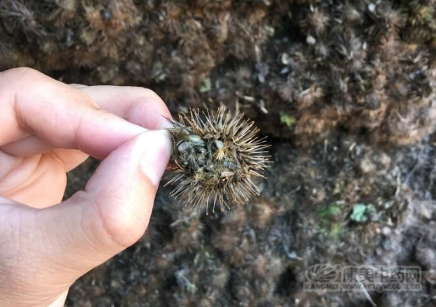 中药材牛蒡子的种植收益及产区分布