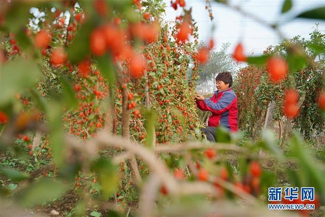 河北省巨鹿县种植的枸杞陆续进入秋季成熟期，农户抓紧农时采摘