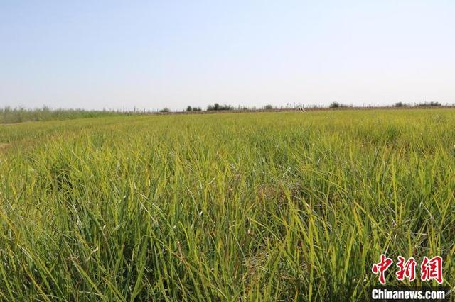 “油料作物之王”油莎豆种植前景如何？