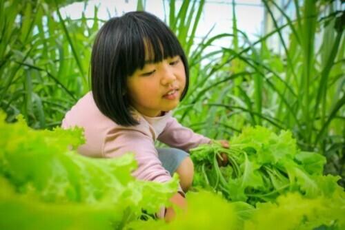 学生们自已种菜养猪供给一日三餐