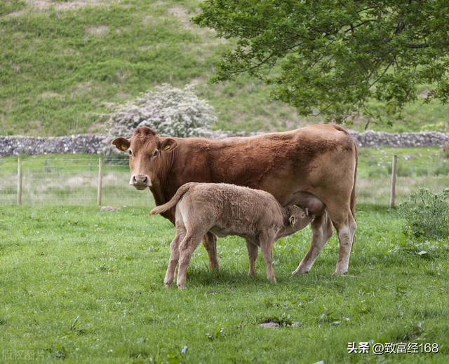 母牛、犊牛养殖的几个关键点