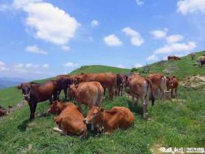 贵阳哪里有养殖场(日均供应30头贵州黄牛“鲜”到长三角)