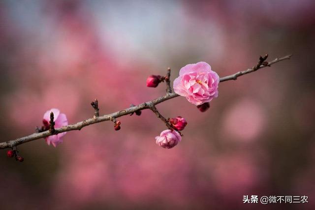 梅花种植的养护管理