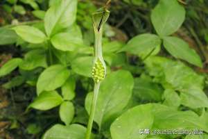 旱半夏种植失败(半夏烂根病用什么肥料灌根？半夏黄叶死苗症状有哪些？)