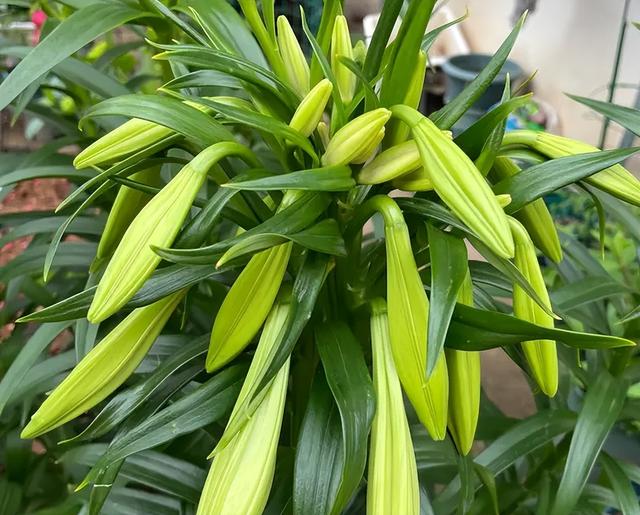 养好百合花，做好这“3点”，一株花苞三十个，开花惊艳又芳香