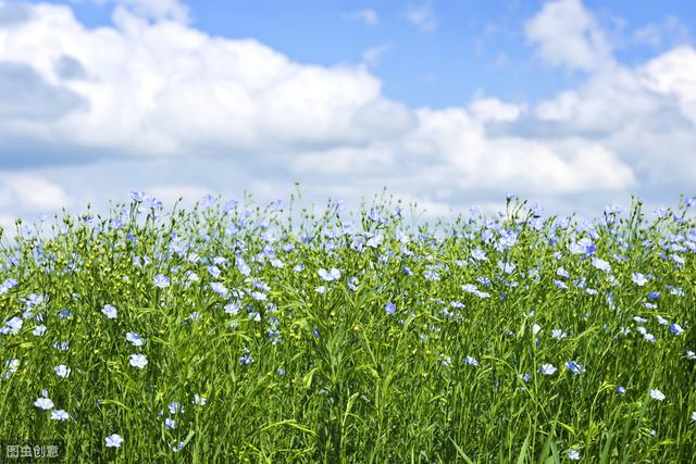 带你全面了解神池胡麻 ──神池胡麻的种植及加工产业发展情况