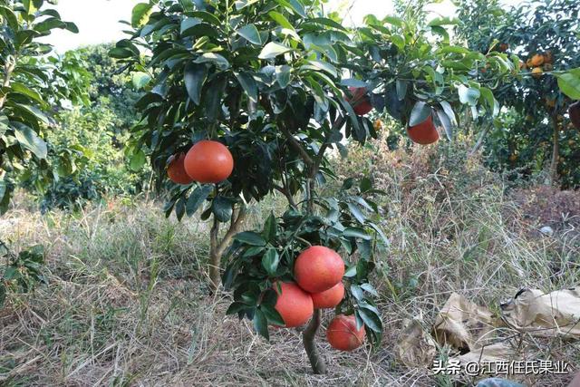 葡萄柚、西柚、红西柚、红宝石葡萄柚种植技术要点！与丰产技术