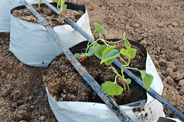 甜瓜无土栽培成本低的技巧，学会种植槽的建造，省钱效果好