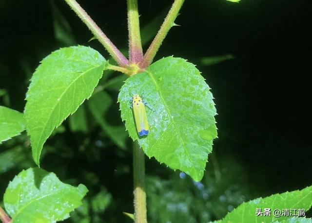 人称“砜虫啶”抗性吸汁害虫全新药剂，轻松杀虫告别打“蚜”时代