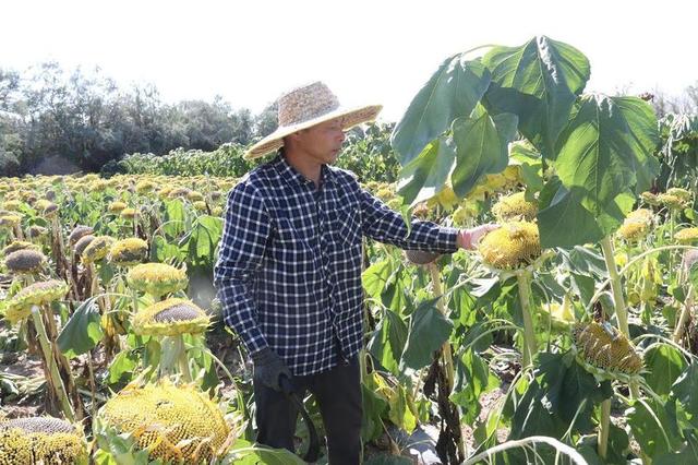 十师一八八团万亩葵花收割忙 绘出最美丰收画卷