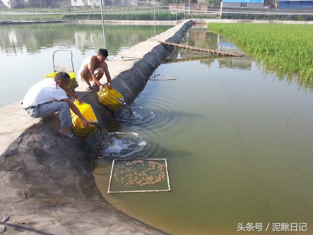 养殖泥鳅，如何计划更容易赚钱