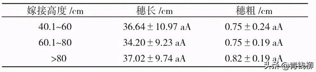 浙江景宁香榧大苗定砧嫁接技术试验