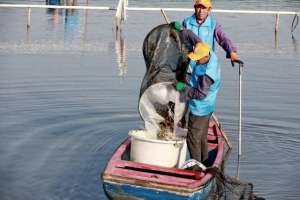 大闸蟹养殖场图片(香浓、肉软、膏厚、黄肥金山这里的“精品大闸蟹”来啦~)