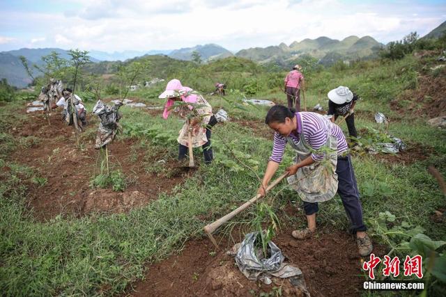 贵州晴隆山村种植花椒令石漠转绿农户增收