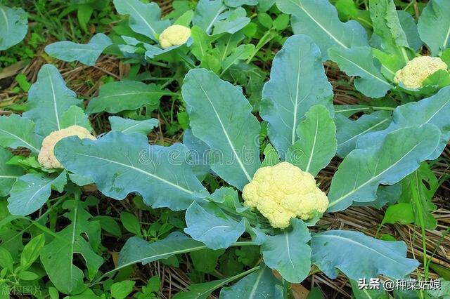 花椰菜（菜花）怎么种长得好，如何浇水施肥，如何防治虫害？