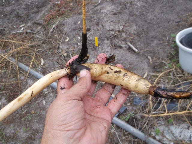 买来的莲子和块茎都能养成盆栽莲花，夏季多晒点才能开花