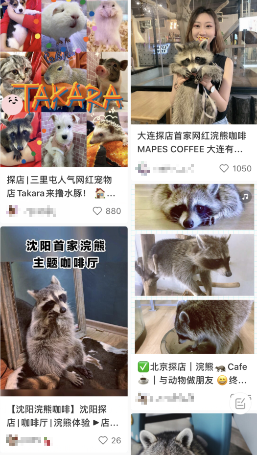 分不清小熊猫和小浣熊，导致了一场互联网“干脆面”之争