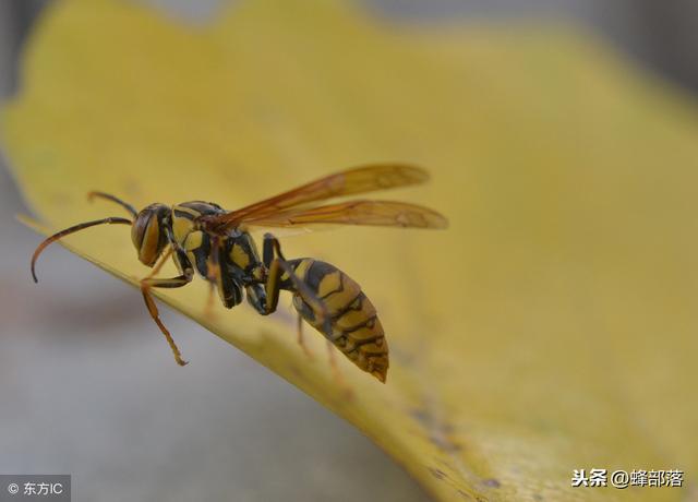 胡蜂越冬后该怎么管理？适合吃什么？如何训练越冬蜂王？